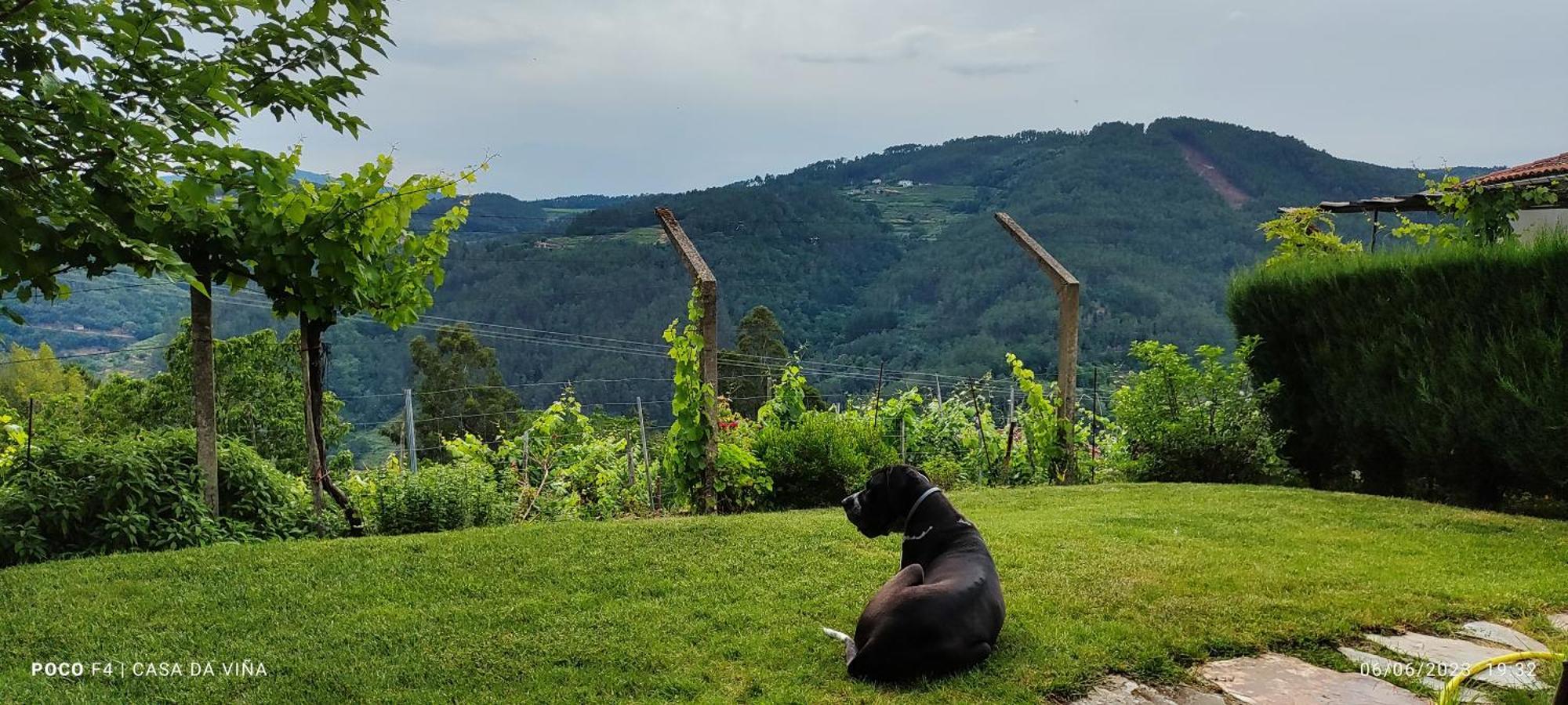 Casa Da Vina - Ribeira Sacra Villa Nogueira De Ramuin Bagian luar foto